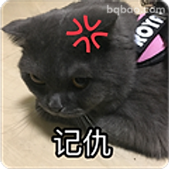 记仇小猫