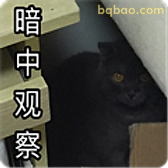 暗中观察黑猫