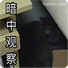 暗中观察黑猫