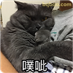 黑猫噗呲表情包