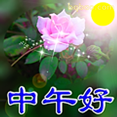 中午好粉色玫瑰